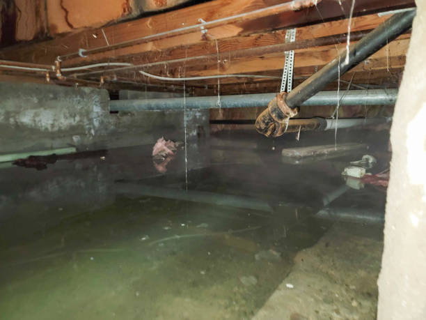Best Basement water damage restoration  in Lincoln, ND