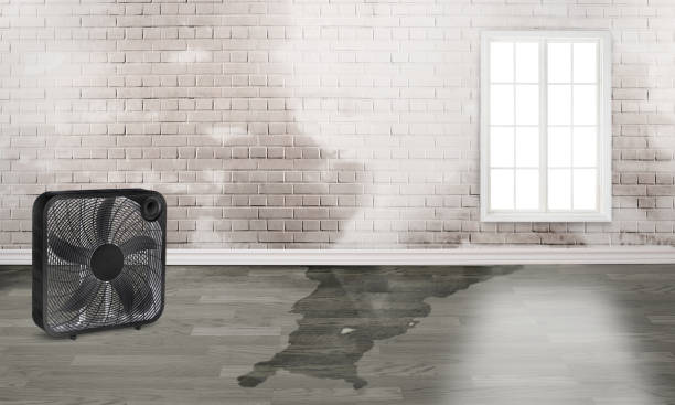 Best Water damage repair service  in Lincoln, ND